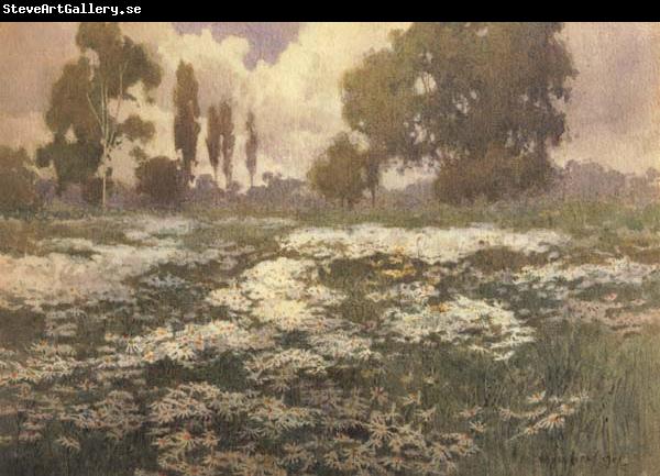 unknow artist Field of Daisies